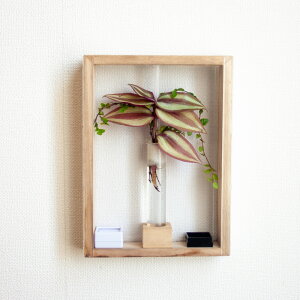 (観葉植物)ヤマトヒバリが飼育できる! 産卵用植物付き 小型鳴き虫用アートフレームDIYキット ナチュラル