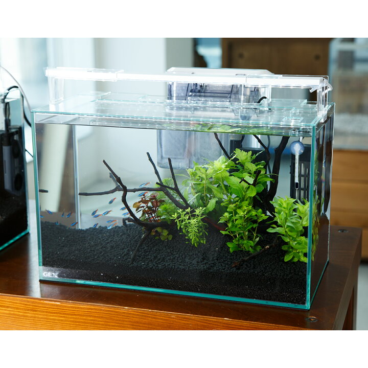 楽天市場】（熱帯魚）（水草）飼育セット GEX ガラス水槽 グラス 