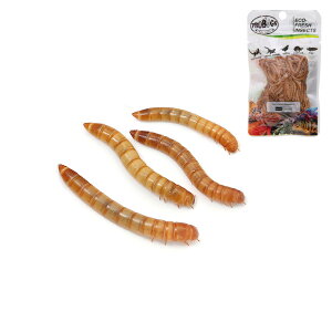 (生餌)ミルワーム 10カップ分+プロバグズ 真空生昆虫 ミルワーム 20g 本州四国限定