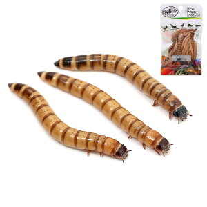 iajrbO~[i50gj{voOY@^󐶍@X[p[[@20g@{Bl