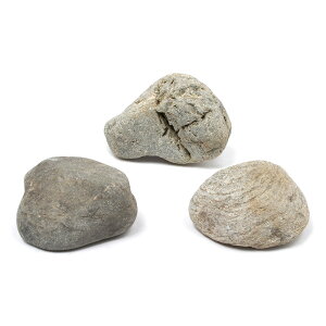 `󂨔C@΁@STCYi8`12cmj@3@ANAE@CAEgfށ@_J@@঒ށ@ށ@{YW@֓