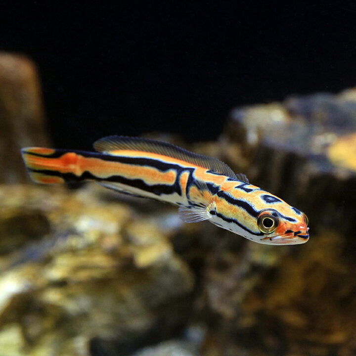 楽天市場】（入荷未定）（熱帯魚）ジャイアントゴールデン・スネーク 