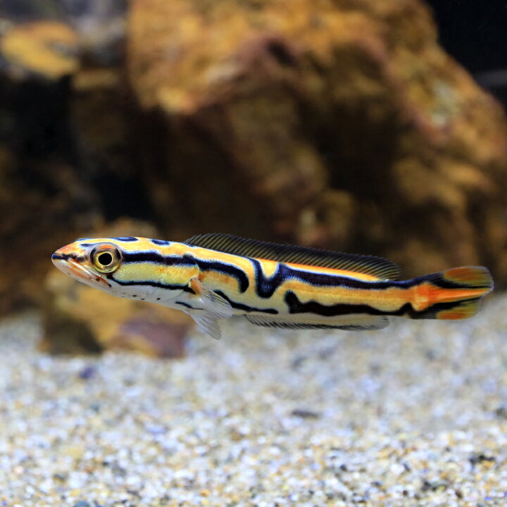 楽天市場】（入荷未定）（熱帯魚）ジャイアントゴールデン・スネーク 