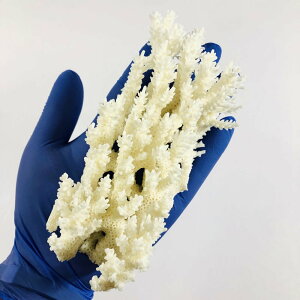 一点物 かざりサンゴ ミドリイシ 313373 関東当日便