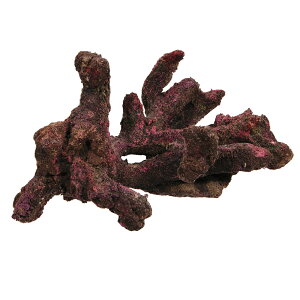 ORCA@OCEAN@ROCK@JB1@29×19×19cm@CubNvJ@֓