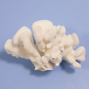 _@TS@niTCTS@314895@֓