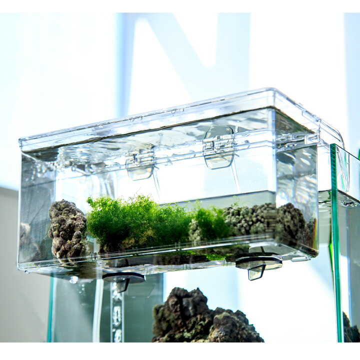 楽天市場】（海水魚）サテライトリフジウムセット（ホソジュズモ 