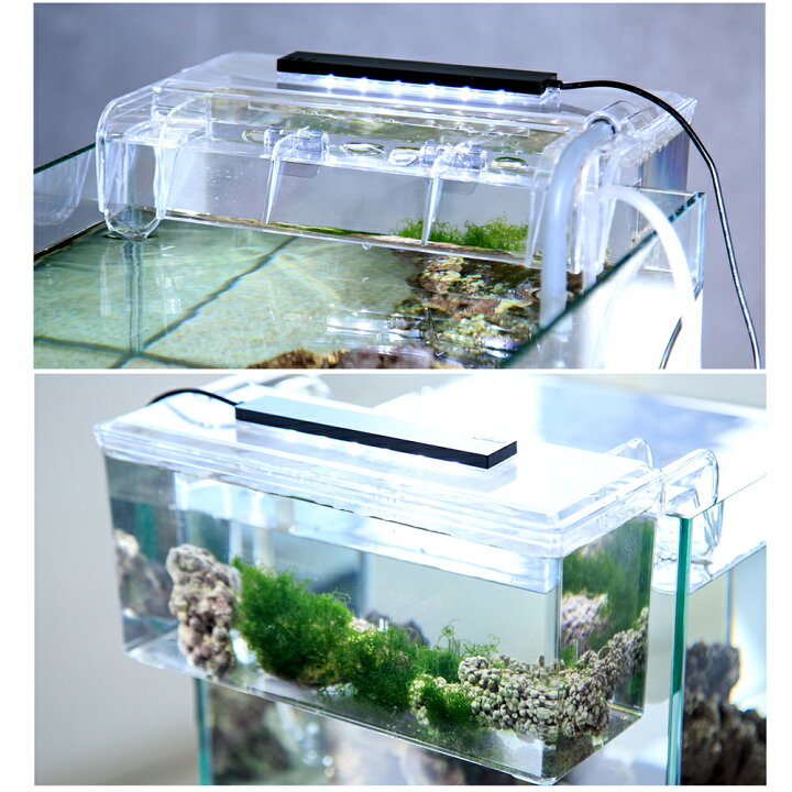 楽天市場】（海水魚）サテライトリフジウムセット（ホソジュズモ 