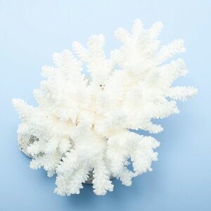 _@TS@~hCV@yt@325781@֓