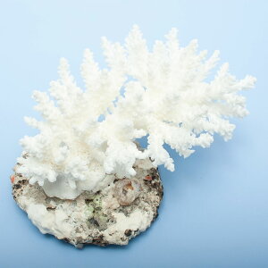 _@TS@~hCV@yt@325782@֓