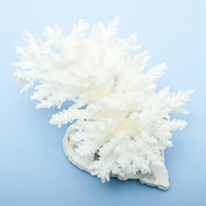 _@TS@~hCV@yt@325784@֓