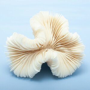 _@TS@IIoiTS@325786@֓