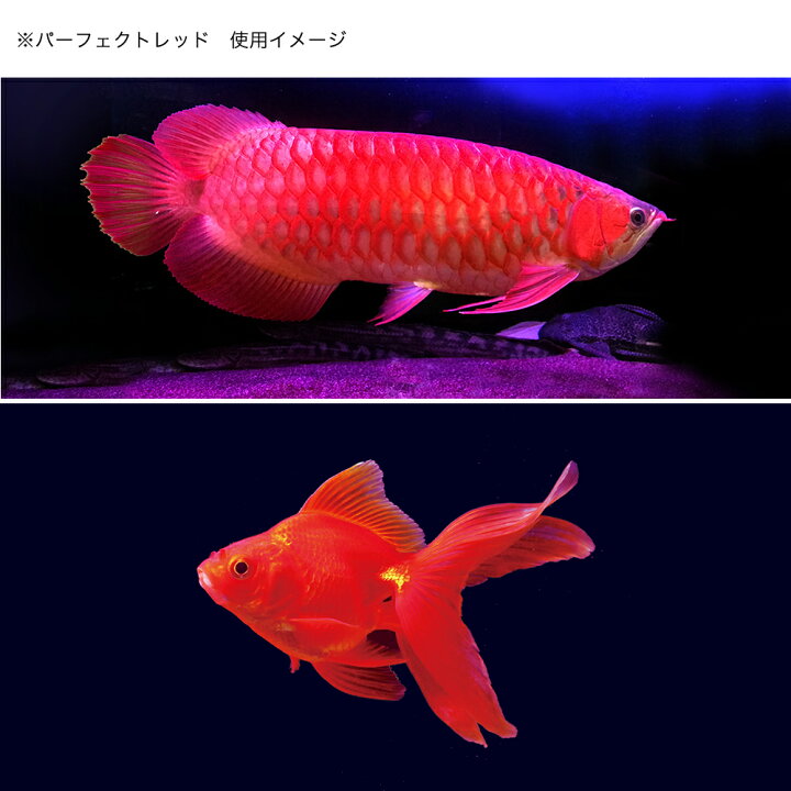 特売 ゼンスイ アンダーウォーターｌｅｄ スリム ９０ｃｍ ディープブルー 水槽用照明 水中ライト 海水魚 サンゴ 沖縄別途送料 Hamptonroadslawfirm Com