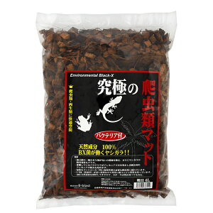 B�|blast�@���ɂ�঒��ރ}�b�g�@�e�ځ@4L�@�֓�������