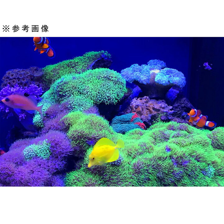 楽天市場】興和 KSS LED−BB450 600 60〜75cm水槽 