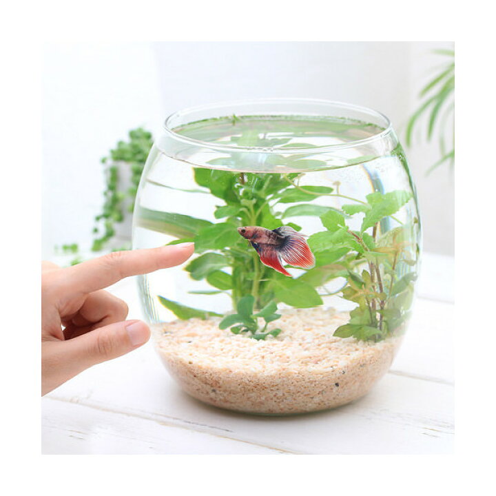 楽天市場 熱帯魚 水草 ｇｅｘ グラスアクアリウム ドロップ ｎ ベタ飼育セット マルチカラー 説明書付き 本州四国限定 Charm 楽天市場店