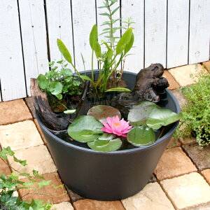 (ビオトープ)睡蓮鉢グレー 風山石と流木のレイアウトセット 本州四国限定 お一人様1点限り