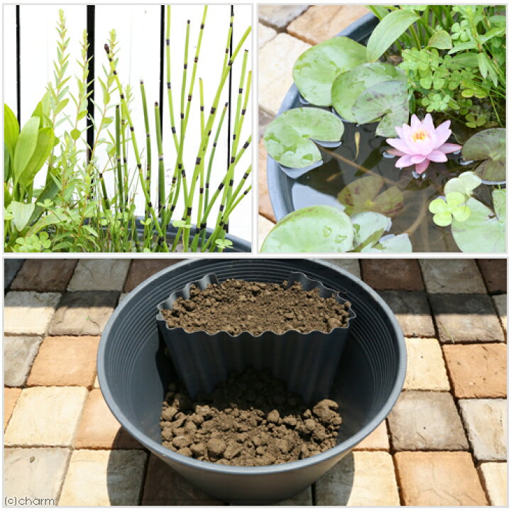 ビオトープ 睡蓮 窓辺に一輪のnymphaea 水の女神 スイレン セット 姫睡蓮 ヒメスイレン 赤 説明書付 沖縄不可 今だけスーパーセール限定 ビオトープ 睡蓮 窓辺に一輪のnymphaea 水の女神 スイレン セット 姫睡蓮 ヒメスイレン 赤 説明書付 沖縄不可 今だけスーパーセール限定