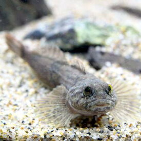 楽天市場 カジカ 魚 の通販