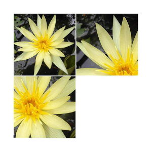 irIg[vj@@܂Mѐi퐇@iXCj@i1|bgjixԁj