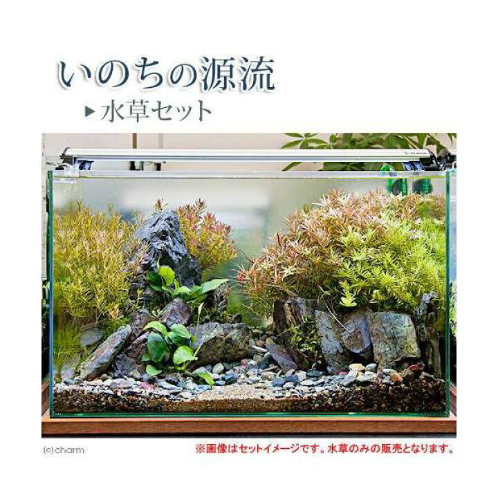 楽天市場 水草 いのちの源流 水草セット 説明書付き 本州四国限定 Charm 楽天市場店
