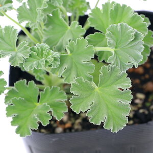 (観葉植物)ハーブ苗 ゼラニウム オールドスパイス 3号(1ポット) アロマ 家庭菜園 クラフト 料理
