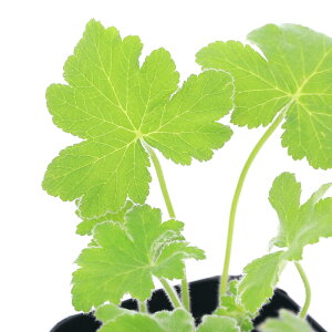 iϗtAjn[uc@[jE@yp[~g@3i1|bgj@A}@ƒ؉@Ntg@