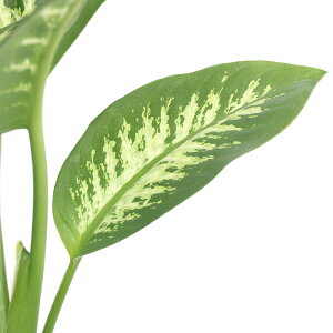 iϗtAjfBtFoLA@gsbNXm[@6i1j