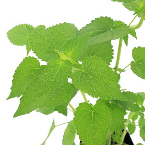 iϗtAjn[uc@AjX@q\bv@3i1|bgj@A}@ƒ؉@Ntg@