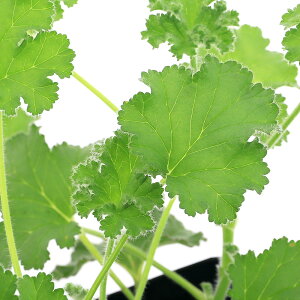 iϗtAjn[uc@[jE@XPgj[N@3i1|bgj@A}@ƒ؉@Ntg@