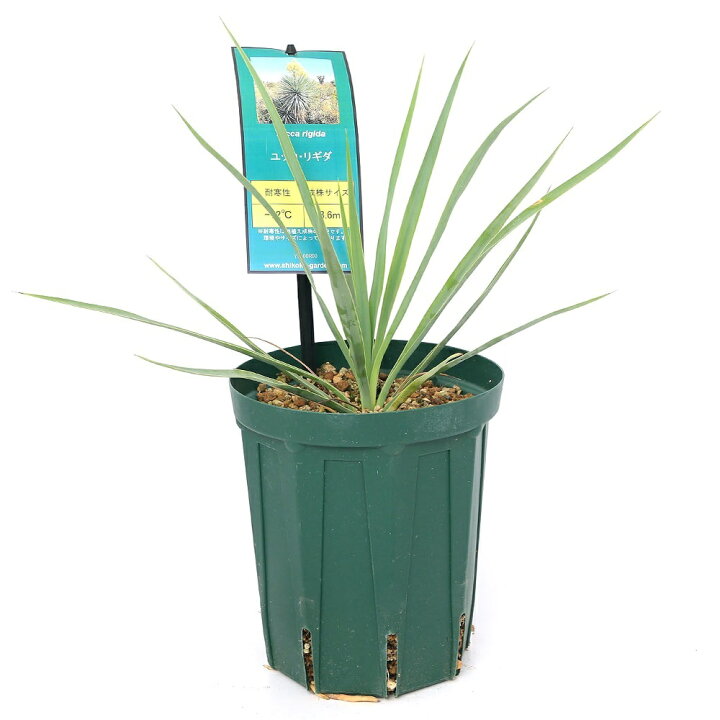 楽天市場】（観葉植物）ユッカ リギダ 5号（1鉢） : charm 楽天市場店