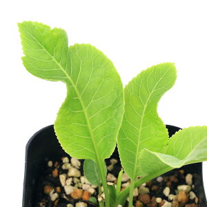 iϗtAjn[uc@z[XfBbV@3i1|bgjƒ؉