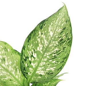 iϗtAjfBtFoLA@eBL@4i1j