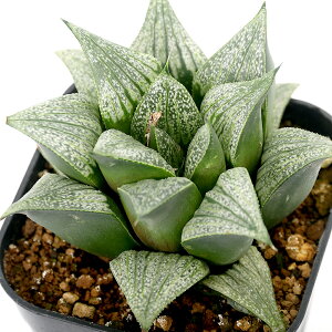 iAj_@innI`A@MMisilviae×nax[N}j[j×HDsplendenCMarx4^12@3D5i1j