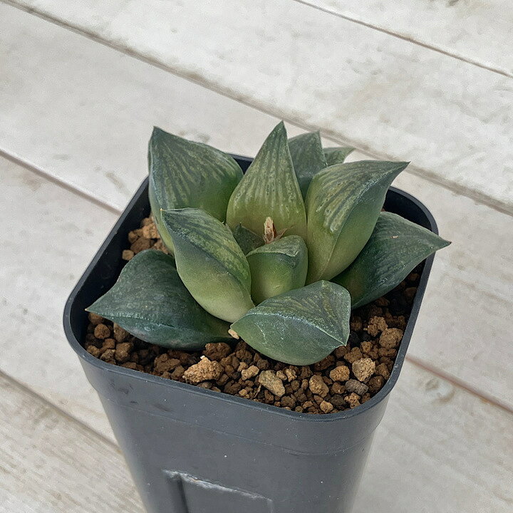 楽天市場】（多肉植物）一点物 ハオルチア レツーサ交配種×ブラック 