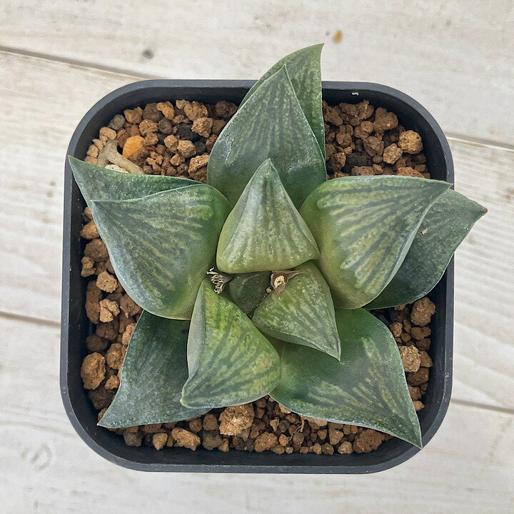 楽天市場】（多肉植物）一点物 ハオルチア レツーサ交配種×ブラック 