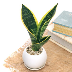 iϗtAjCeA@TXxA@}bg{[SAi1jMt@y΍@A@@@v[g