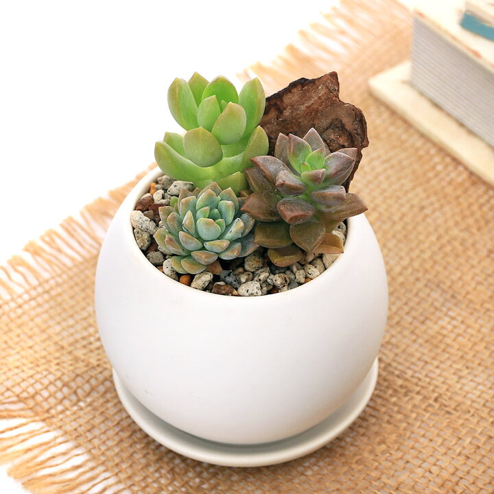 楽天市場】（観葉植物）多肉3種寄せ植え マットボールS植え（1鉢