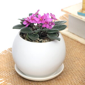 iϗtAjZg|[A@i킨܂@}bg{[SAi1j@Mt@y΍