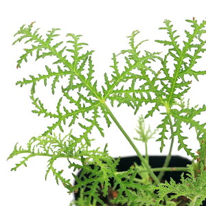 iϗtAjn[uc@[jE@t@[t@3i1|bgj@ƒ؉@A}