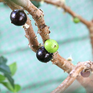 （観葉植物）果樹苗　強健大玉　ジャボチカバ　5号（1鉢）　家庭菜園　北海道冬季発送不可