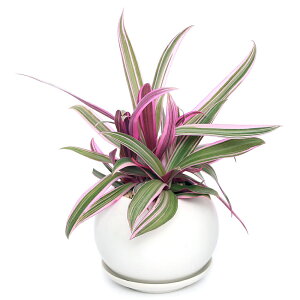 (観葉植物)ムラサキオモト マットボールM植え(1鉢) 受皿付 軽石砂 鉢植え おしゃれ 室内 プレゼント