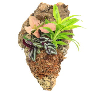 iϗtAjo[WRNvc@~jϗt3@i킨܂i1j