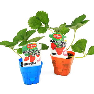 iϗtAjfe@C`Sc@߂fJbI߂E}bI2iZbgi1Zbgj