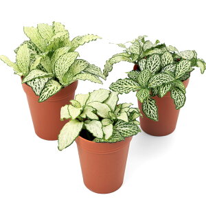 iϗtAjtBbgjA@zCg@2i1j@󂯎MȂ