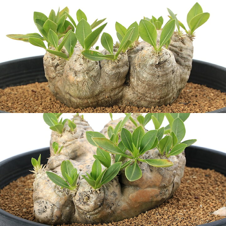 楽天市場】（観葉植物）一点物 パキポディウム ブレビカウレ 恵比寿笑  