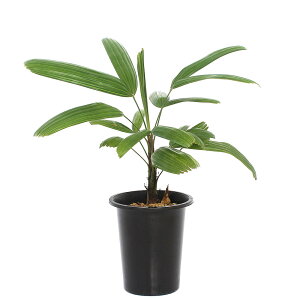 (観葉植物)ヤシ カンノンチク(観音竹) 品種名のタグなし 4号(1鉢)