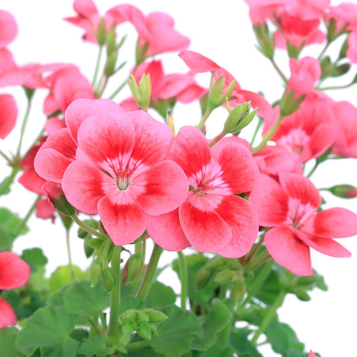 楽天市場】（観葉植物）ゼラニウム プリティーリトルピンク 4〜5号  