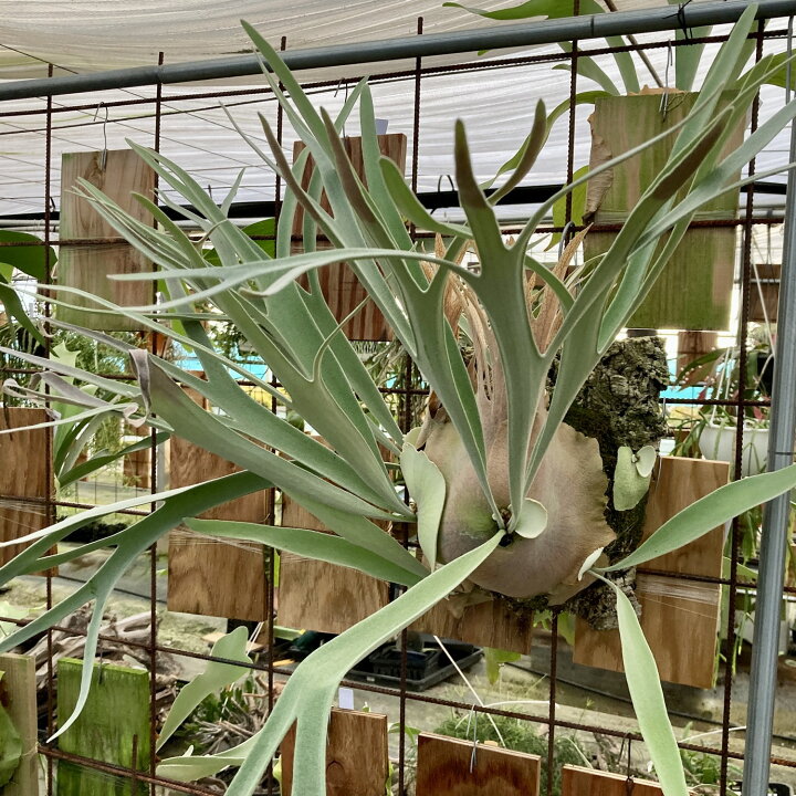ビカクシダ ビィーチー コルク壁掛け 観葉植物 - 家具