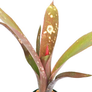 iϗtAjrxMA@CG[@3`4i1|bgj^NuA